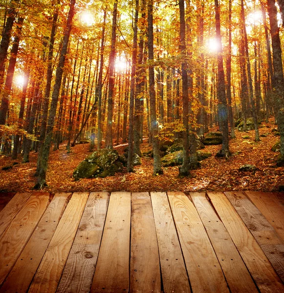 Волшебный осенний лес — стоковое фото