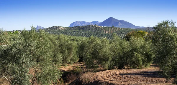 Drzewa oliwne, Andaluzja, Hiszpania — Zdjęcie stockowe