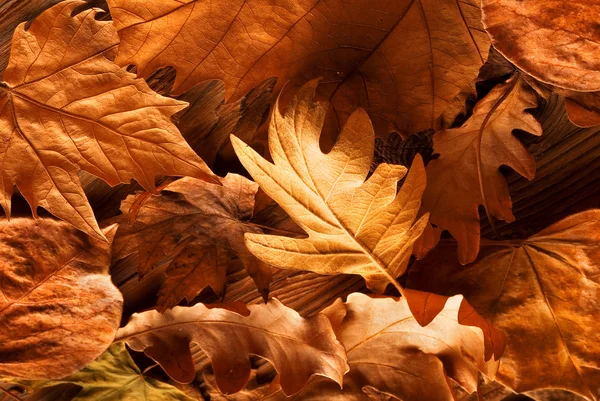 Fall leaves background — Stock Photo, Image