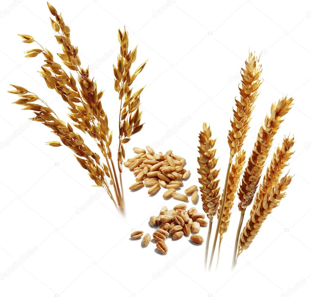 oat and wheat