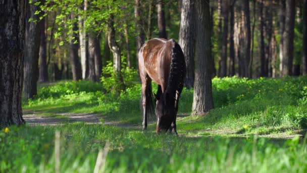 Koně pasoucí se na letní louce, v lese — Stock video