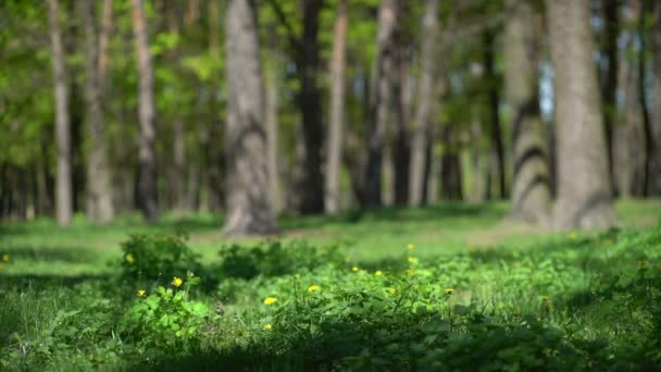 Gyönyörű virágok tavaszi erdő — Stock videók
