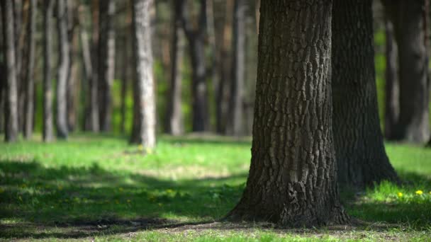 Árboles forestales. naturaleza madera verde luz del sol fondos — Vídeo de stock