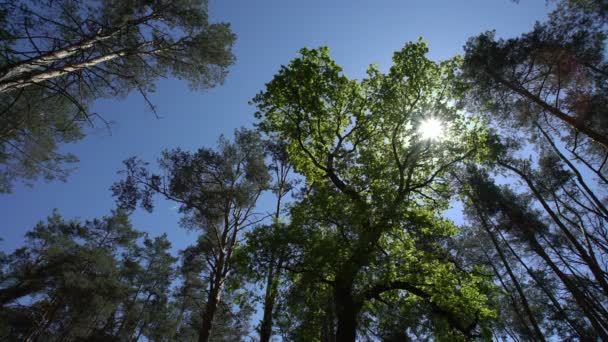 Vue de la cime des arbres depuis le bas . — Video