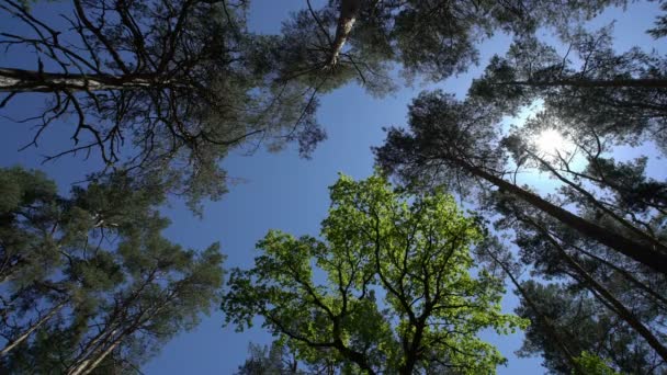 TreeTop uitzicht vanaf de onderkant. — Stockvideo