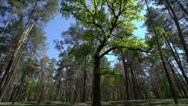 Vista de la copa del árbol desde la parte inferior . — Vídeos de Stock