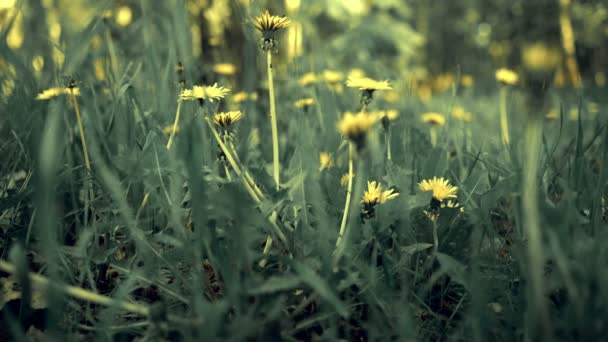 Lindas flores na floresta de primavera — Vídeo de Stock