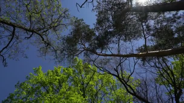 Vista de la copa del árbol desde la parte inferior . — Vídeo de stock