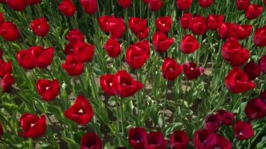 Rüzgar üstünde sallanan Lale görüntülemek