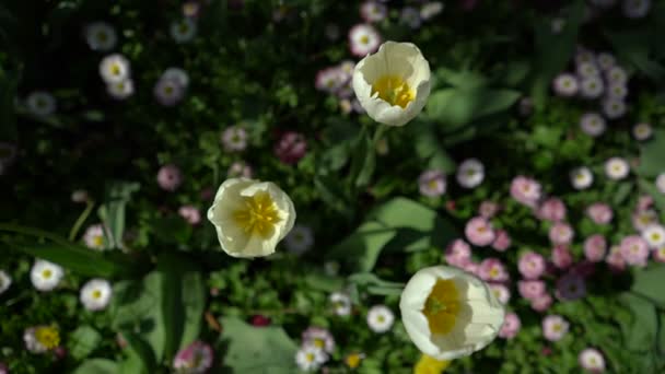 Tulpen wiegen den Wind von oben — Stockvideo