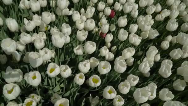 Tulipanes balanceando la vista superior del viento — Vídeos de Stock