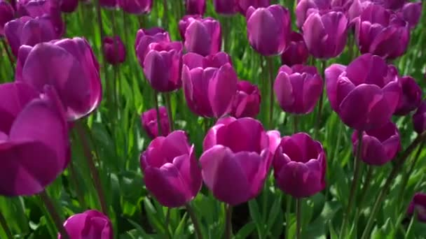 Тюльпаны, покачивающие вид сверху на ветер — стоковое видео