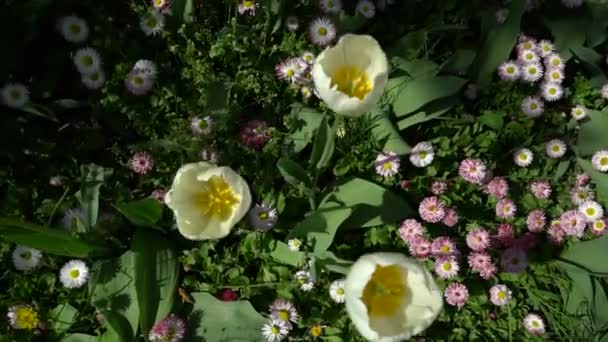 Tulpen wiegen den Wind von oben — Stockvideo