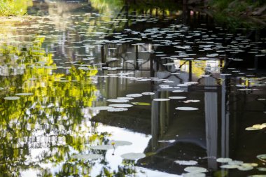 Gölün yansıtılmış suda zambak