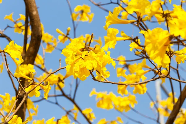 Blühende gelbe Trompetenblume — Stockfoto