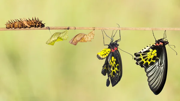 Livet cyklar av gemensamma birdwing fjäril — Stockfoto
