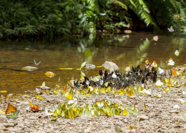 Gıda emme ve uçan kelebekler