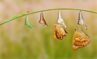 Life cycle of female black prince butterfly clipart