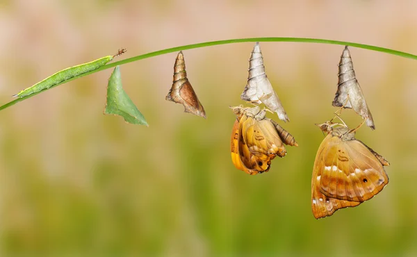 Ciclo de vida de la mariposa príncipe negro femenino — Foto de Stock