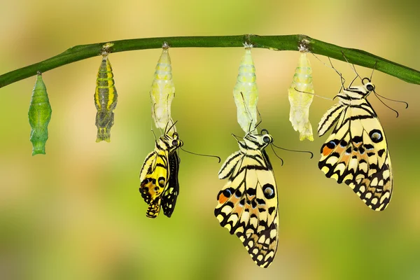 Dönüştürme kireç kelebek