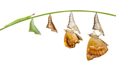 Kadın siyah Prens kelebek izole yaşam döngüsü