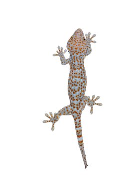 beyaz zemin üzerinde izole gecko