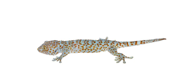 Изолированный геккон на белом фоне — стоковое фото