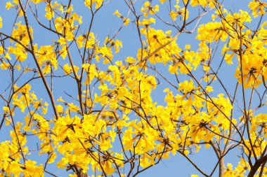 Sarı trompet çiçek çiçeklenme