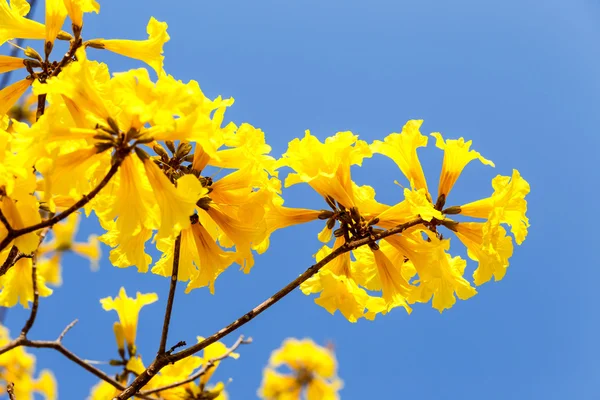 Blühende gelbe Trompetenblume — Stockfoto