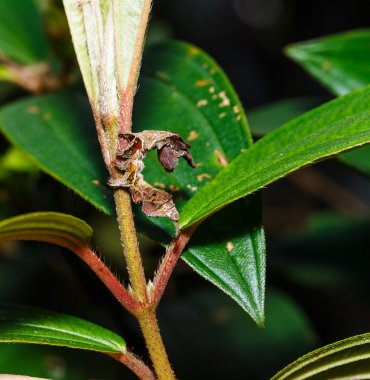 Tırtıl ipek güve bombycidae 