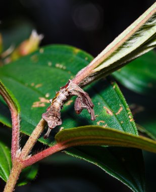 Tırtıl ipek güve bombycidae 