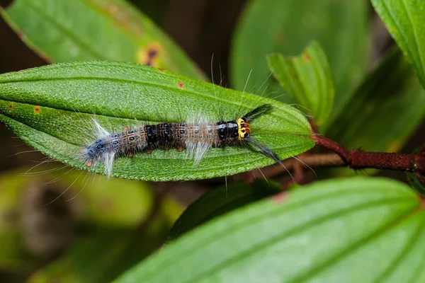 Caterpillar of lappet moth , Lasiocampoidea — Stock Photo, Image