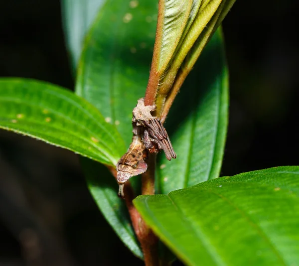 Гусеницы моли шелка Настоящие шелкопряды — стоковое фото