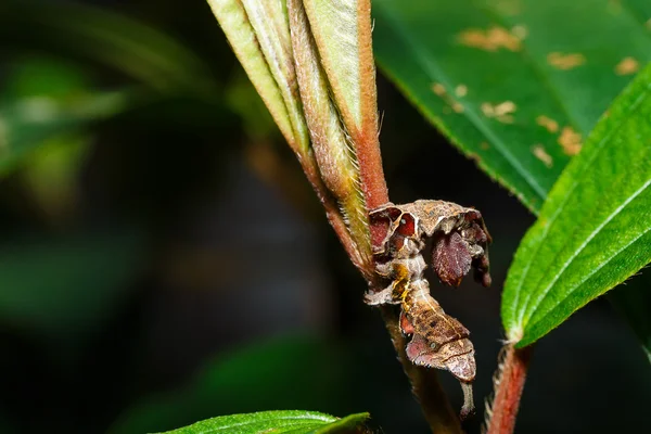 Chenille des bombycides de la teigne de la soie — Photo