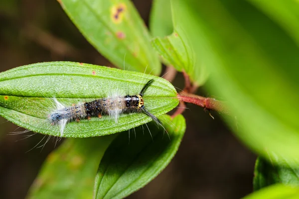 Rups van de nachtvlinder eikenblad, Lasiocampoidea — Stockfoto
