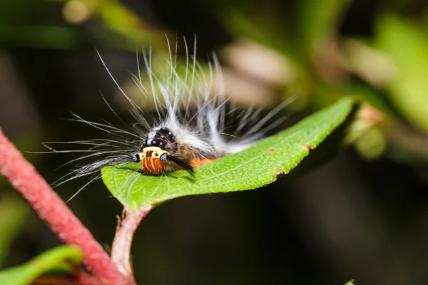 Caterpillar of lappet moth, Lasiocampoidea — стоковое фото