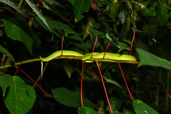 Green snake with yellow eyes , trimeresurus vogeli — Stock Photo, Image