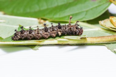 Caterpillar Komutan kelebek, moduza Boccaccio'nun