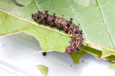 Caterpillar Komutan kelebek, moduza Boccaccio'nun