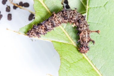 Caterpillar Komutan kelebek, moduza Boccaccio'nun