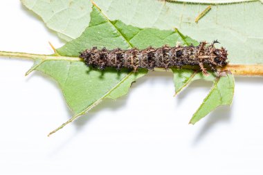 Caterpillar Komutan kelebek, moduza Boccaccio'nun