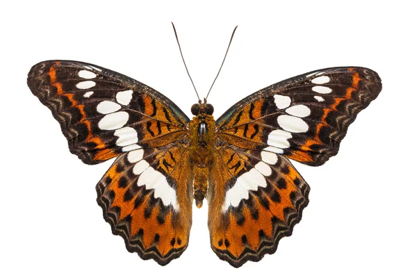 Isolierter Kommandeur Schmetterling Rückenansicht — Stockfoto