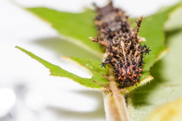 司令蝶、動植物イケナイの毛虫 — ストック写真