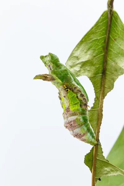 Crisálida del comandante mariposa en hoja — Foto de Stock