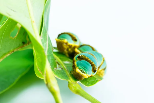 Последняя гусеница полосатой ласточкохвостой бабочки на листе — стоковое фото