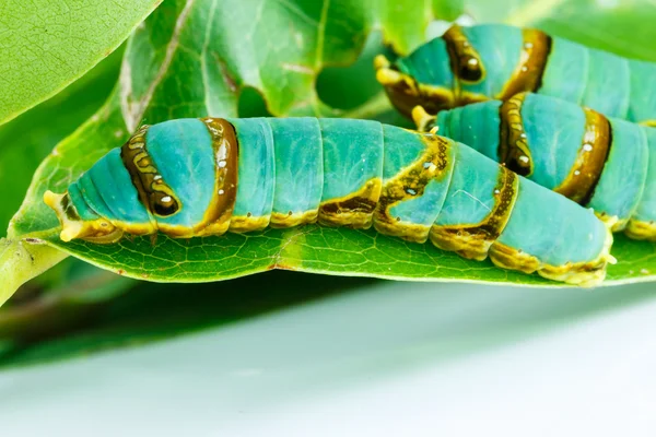 Oruga instar final de mariposa de cola de golondrina con bandas en la hoja —  Fotos de Stock