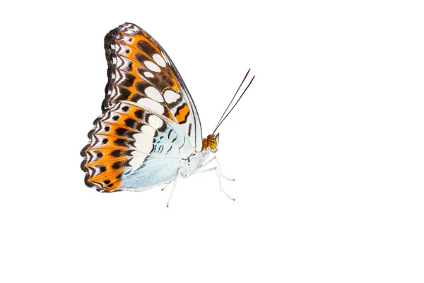 Isolierter Kommandeur Schmetterling auf Weiß (moduza procris ) — Stockfoto