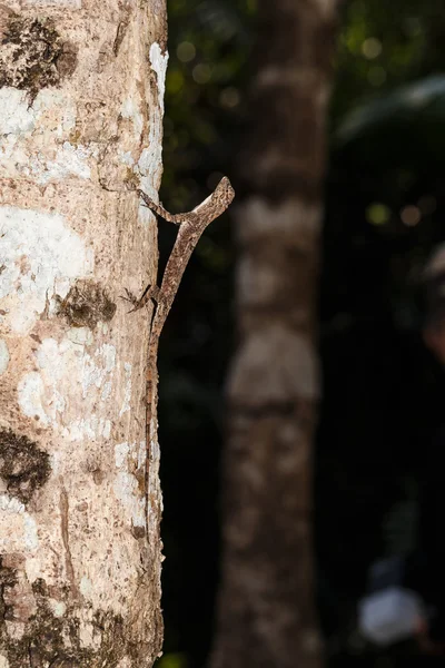 Spotted flying dragon or Orange-winged flying lizard (Draco macu — Stock Photo, Image