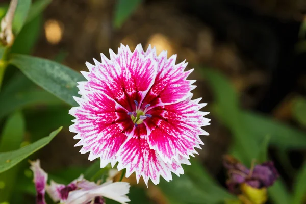 Blanco rojo dianthus Chinensis Flores en el jardín —  Fotos de Stock