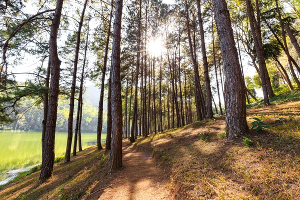 La luz del sol a través de la parte superior de pinos verdes —  Fotos de Stock
